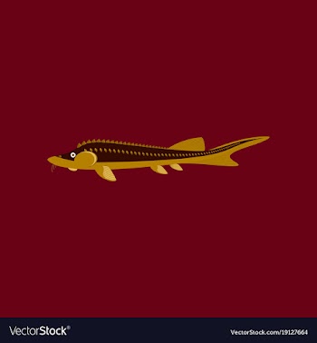 In flat style sturgeon vector image