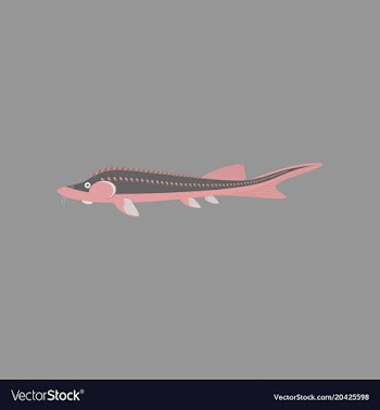 In flat style sturgeon vector image