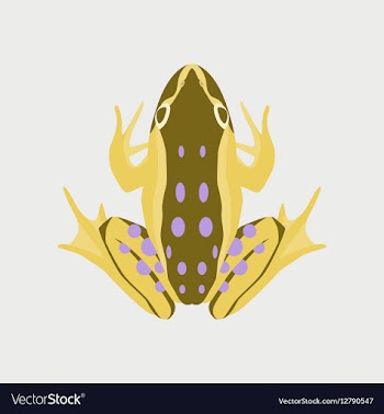 In flat style toad vector image