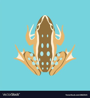 In flat style toad vector image