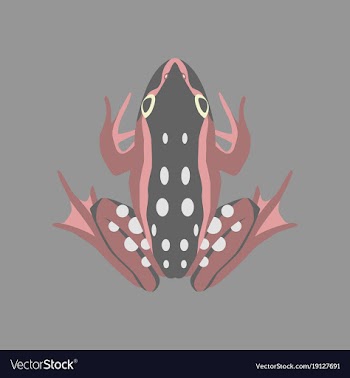 In flat style toad vector image