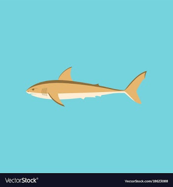 In flat style white shark vector image
