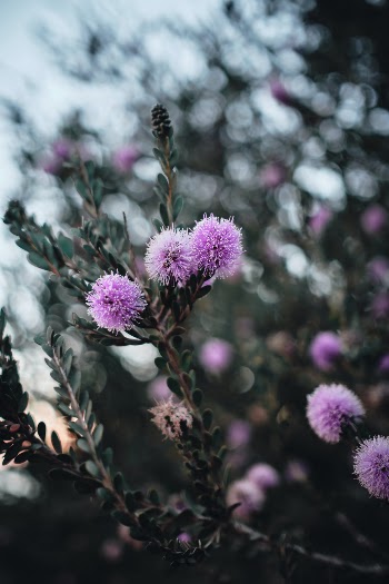 In Full Bloom