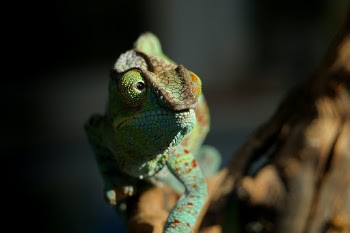 ...in some parts of the world, I'm called the 'Colour Whisperer' ... I just prefer Equinsu Ocha!!!