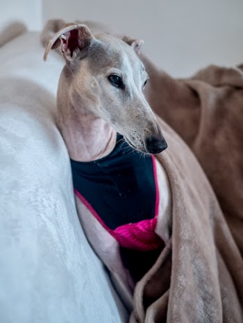 In Spain there is a very serious situation with the murder and abandonment of Galgos. Thousands die every year. Sira was 3 years old when her owner cut her throat to remove the identification chip required in Spain. She was no longer fit to run because she was too old. Then he probably tried to kill her with a blow to the head.  A greyhound shelter in our province, cured her and found a home for her. When Sonia and I saw her we fell in love with her. Today his more than fifty scars are still there but after two years with his real family he is finally happy. A exception.