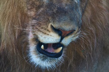 In the Addo elephant park in South Africa, one lucky moment to meet a lion close to get this picture. 
Taking the pictures of the one lion another pass our car by open window in less then 2,5 m 🙄