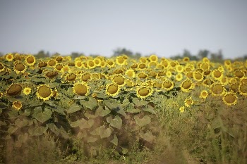 In the Cherkasy region, the President | Free Photo - rawpixel