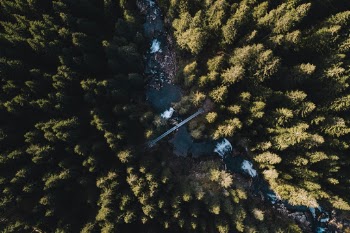 In the forest