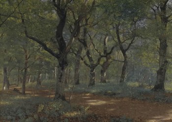 In the woods | Free Photo - rawpixel