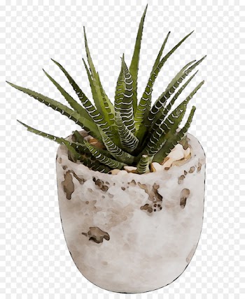INAV DBX MSCI AC WORLD SF Aloe vera Agave Aloes -  