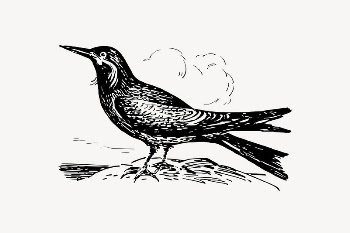 Inca tern bird drawing, vintage | Free Vector Illustration - rawpixel