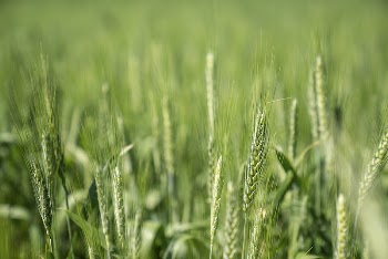 Incorporating all 5 soil health | Free Photo - rawpixel