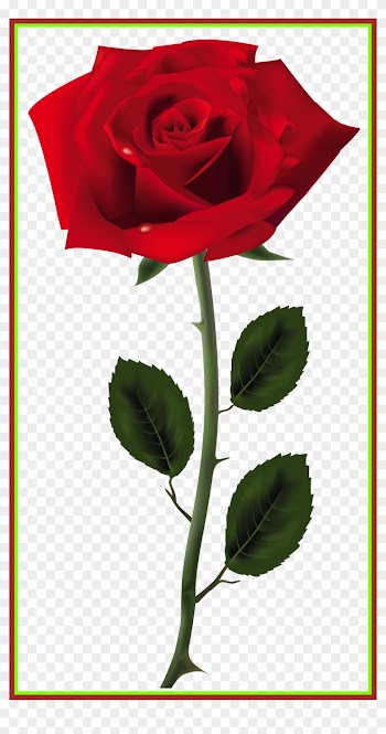 Incredible Red Rose Png Art Picture Colors Shades Of - Red Rose Png Transparent