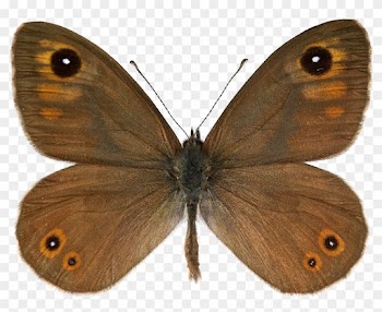 Ind, View &amp; Price Large Size Stock Photos &amp; Videos - Speckled Wood (butterfly