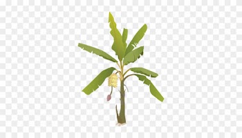 Index Of /ress Tice/1 - Banana Tree With Fruit