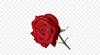 India Krishna Hinduism Sticker - Vector realistic red roses 