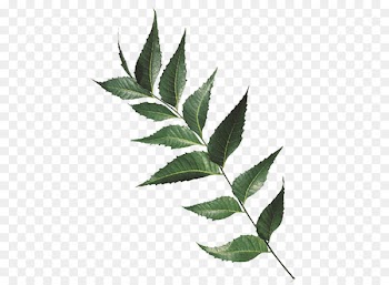 India Neem Tree Chinaberry Leaf Extract - leaf 