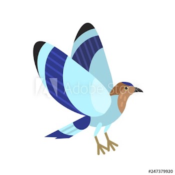 Indian blue roller isolated on white background