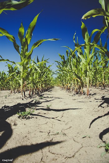 Indian corn maize | Free public domain photo - 431848