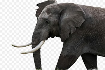 Indian elephant