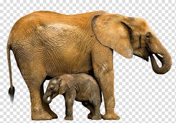 Indian elephant African elephant Animal Elephantidae Wildlife, child pic transparent background PNG clipart