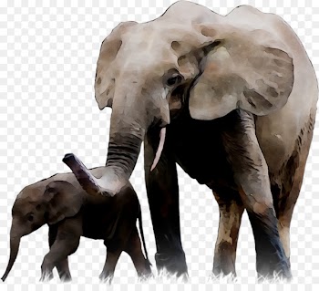 Indian elephant African elephant Association Soland France Tusk -  