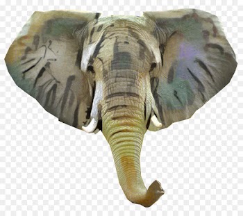 Indian Elephant, African Elephant, Elephant, Elephants And Mammoths PNG