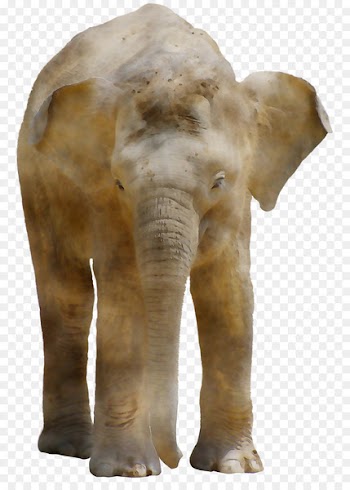 Indian elephant African elephant Terrestrial animal Snout -  