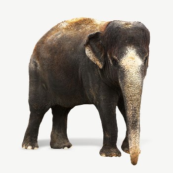 Indian elephant collage element psd | Free PSD - rawpixel