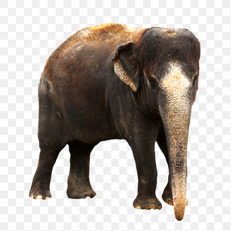 Indian elephant png sticker, transparent | Free PNG - rawpixel