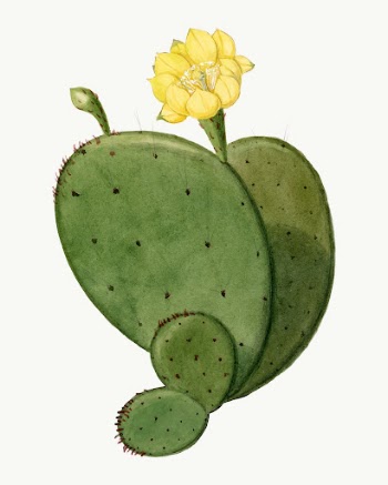 Indian fig opuntia cactus illustration, | Free Vector Illustration - rawpixel