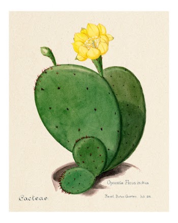 Indian fig opuntia cactus vintage | Free Photo - rawpixel