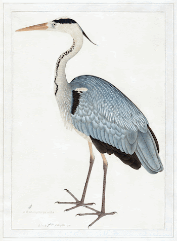 Indian gray heron (1780-1782) vintage | Free Photo Illustration - rawpixel
