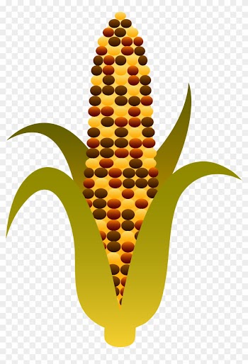 Indian Harvest Corn Maize - Indian Corn Clipart