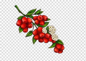 Indian Jujube Fruit Illustration, Hand-painted cartoon creative dates transparent background PNG clipart
