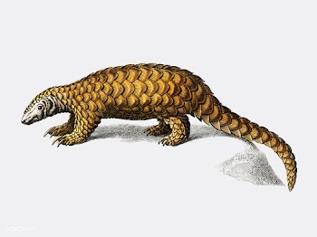 Indian Pangolin (Manis crassicaudata) illustr.. | Free stock vector - 467766
