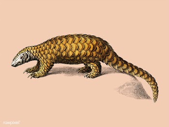 Indian Pangolin (Manis crassicaudata) illustr.. | Free stock vector - 467791
