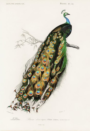 Indian peafowl (Pavo Cristatus) illustrated | Free Photo Illustration - rawpixel