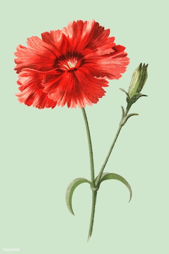 Indian Pink by Frederick Edward Hulme (1841-1.. | Free stock vector - 471551