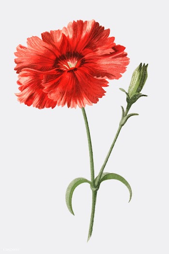 Indian Pink by Frederick Edward Hulme (1841-1.. | Free stock vector - 471568