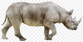 Indian rhinoceros Camel Hippopotamus Stock photography -  