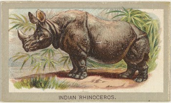 Indian Rhinoceros, from the Animals | Free Photo - rawpixel