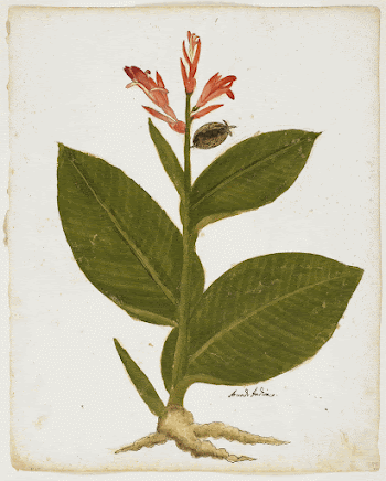 Indian Shot (Canna indica). Original | Free Photo - rawpixel