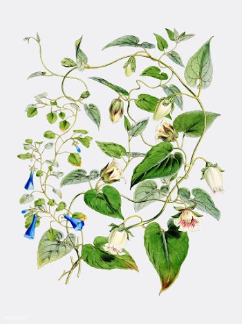 Indian tobacco (Lobelia inflata) from Illustr.. | Free stock vector - 471280