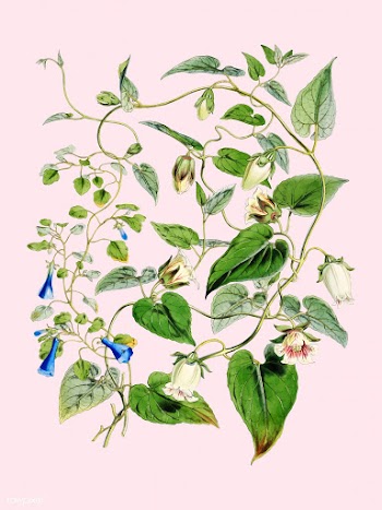 Indian tobacco (Lobelia inflata) from Illustr.. | Free stock vector - 471304