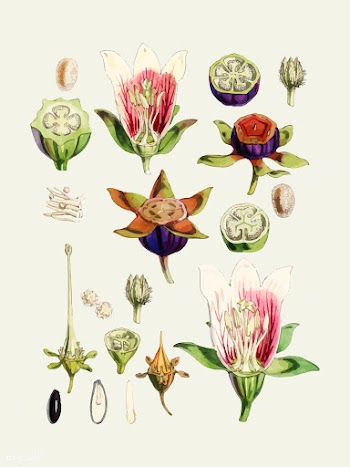 Indian tobacco (Lobelia inflata) from Illustr.. | Free stock vector - 471323