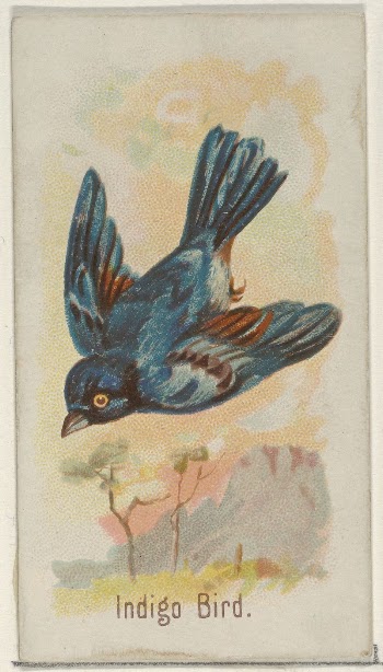 Indigo Bird, from the Song | Free Photo - rawpixel