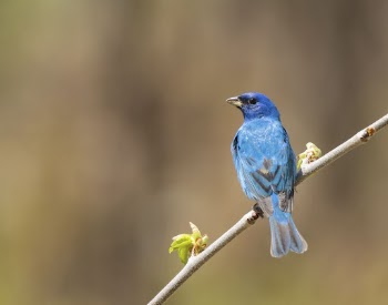 Indigo bunting bird background. Free | Free Photo - rawpixel