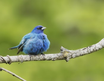 Indigo bunting bird background. Free | Free Photo - rawpixel