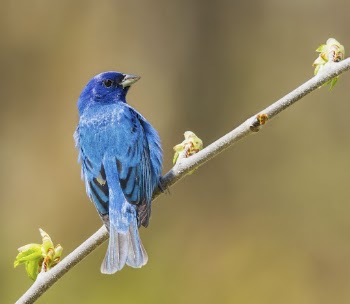 Indigo bunting bird background. Free | Free Photo - rawpixel